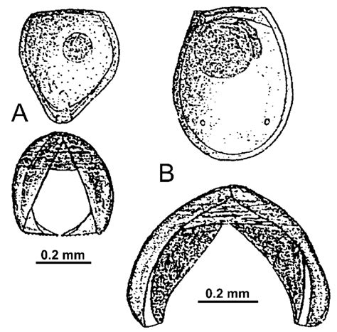 Two basic types of glochidium: A – with hooks; B – without hooks ...