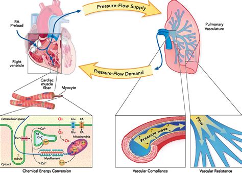 Right Ventricular Pulmonary Vascular Interactions Physiology