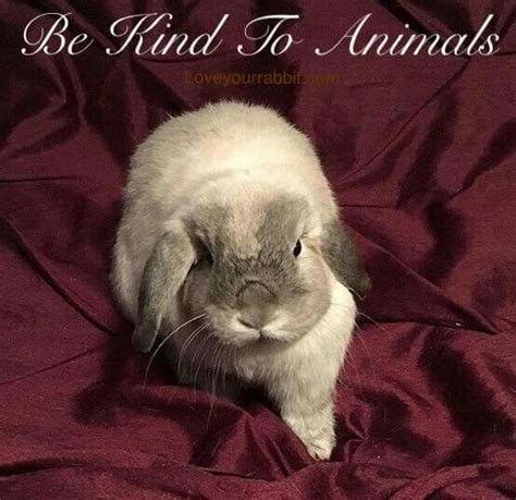 Pin By 💀waterfall 💀naturechild Phoe On Bunny Quotes Bunny Quotes