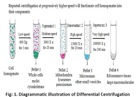 Centrifugation Diagram