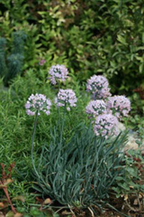 Garlic Flower