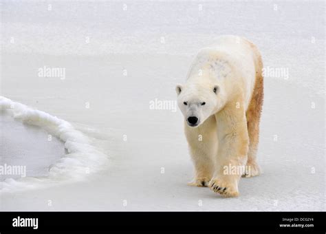 Polar Bear Stock Photo Alamy