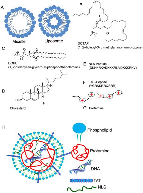 Lipid Nanoparticles