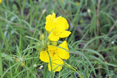 Toothed Evening Primrose Wildflower Free Stock Photo Public Domain