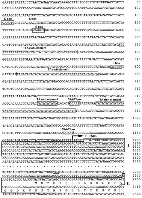 Dna Sequence Of The 5∞ Utr Of The Frog Sf 1 Ad4bp Gene Download