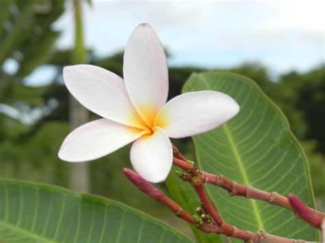 Flor Nacional De Nicaragua