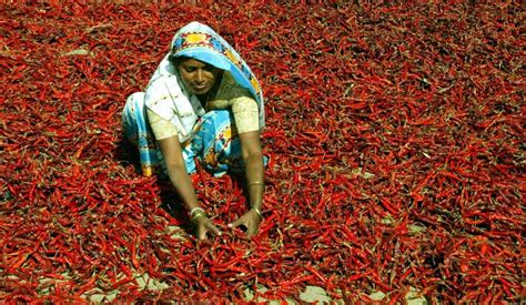 Eating Hot Pepper Lowers Mortality Risk Says Vast Chinese Study