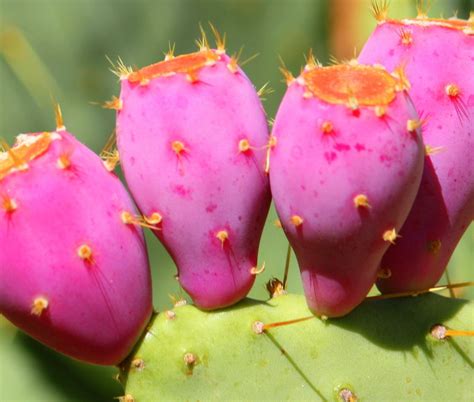 Prickly Pear Cactus | Cactus flower, Prickly pear cactus, Cactus plants