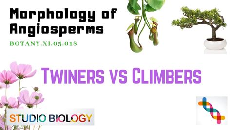 Class 11 Botany Lecture Discuss The Upright Weak Stem And Differences