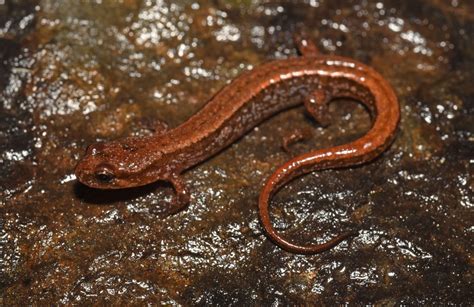 Seepage Salamander | South Carolina Partners in Amphibian and Reptile