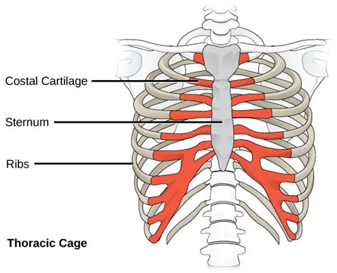 Types Of Skeletal Systems Concepts Of Biology St Canadian