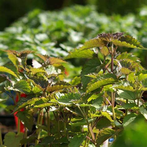 Bio Anisagastasche Anisysop Im Topf Online Kaufen Kaufen