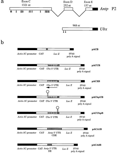 Structure Of The Utr Region Of The Drosophila Antp And Ubx Mrnas And