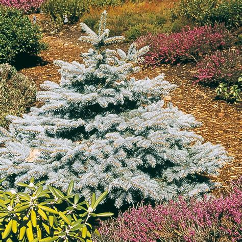 Baby Blue Colorado Spruce Shop With Plants By Mail