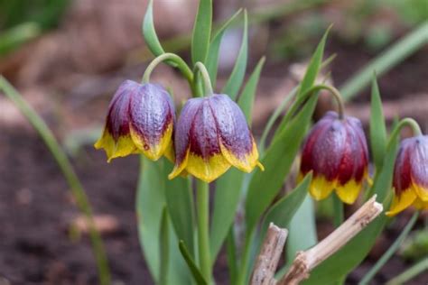 Fritillaria Michailovskyi Anglia Bulb Company