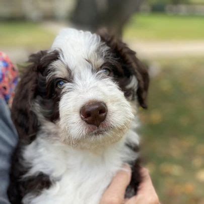 Mastering Aussiedoodle Grooming: A Comprehensive Guide - Doodle Patch Farm