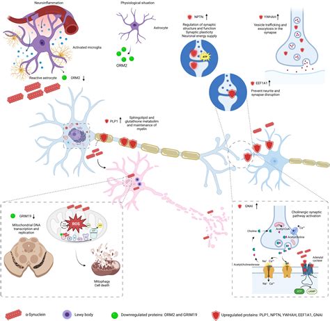 Synaptic Involvement Of The Human Amygdala In Parkinsons Disease