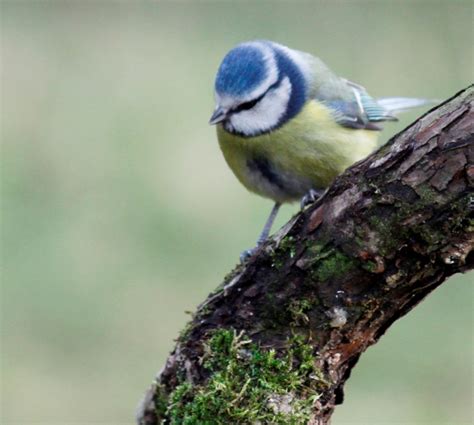 Cannock Chase wildlife