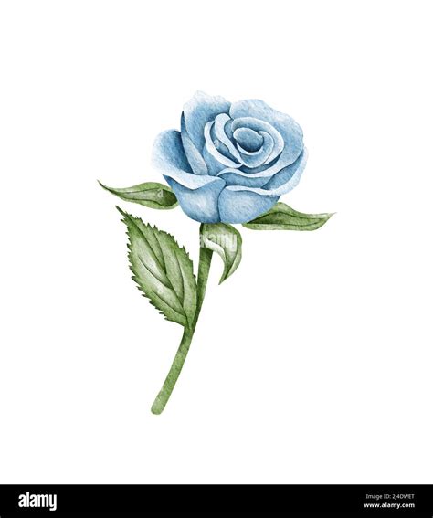 blue rose drawing blue rose illustration beautiful blue rose