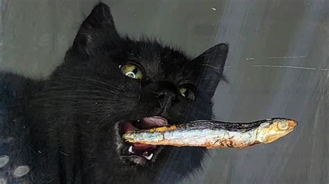 Black Cat Eating Fish