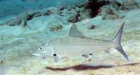 Bonefish Information and Picture | Sea Animals