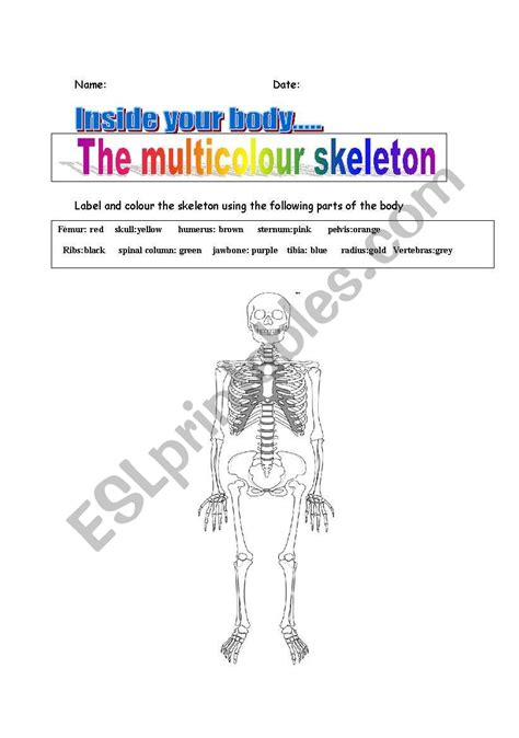 English Worksheets The Multicolour Skeleton