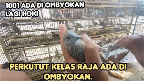 Lagi Mujur Apa Lagi Hoki Katuranggan Kelas Raja Ada Di Ombyokan