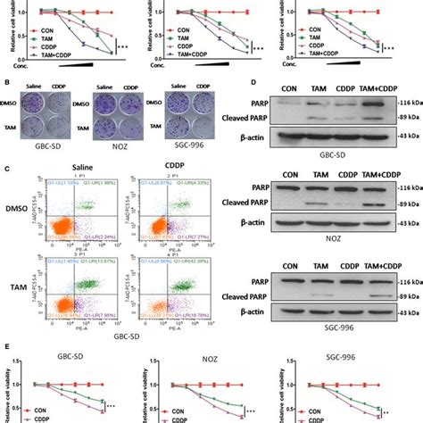 TAM Enhanced CDDPinduced Inhibition Of Cell Viability In GBC Cells A