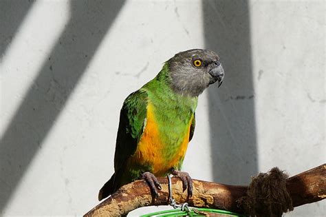 Medium Sized Parrots The Different Types Of Parrot Parrots Guide