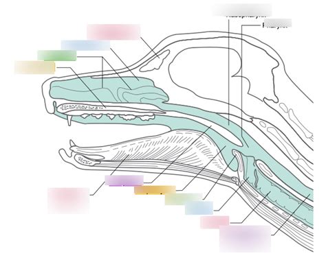 Upper respiratory tract Diagram | Quizlet