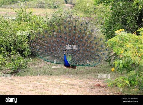 Indian Peafowl Pavo Cristatus Adult Male Beats Wheel Courtship