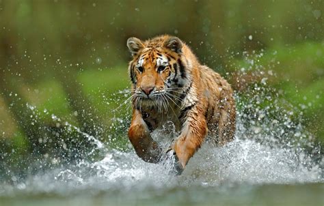 Laufendes Tiger Hintergrundbild HD