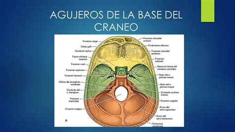 Lols Agujeros De La Base Del Craneo Juan Mamani Lopez Udocz