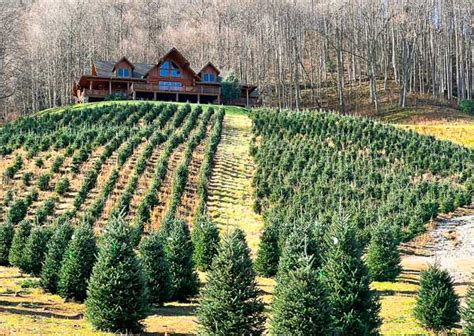 Christmas Tree Farms Near Asheville: Your 2024 Guide - When In Asheville