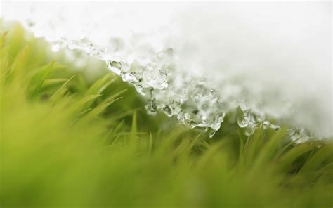 Wallpaper Sunlight Water Nature Field Branch Green Morning Dew