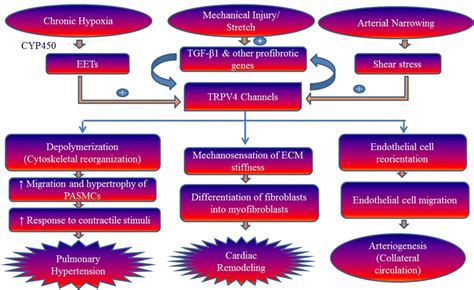 Involvement Of Trpv Channels In Development Of Pulmonary Hypertension