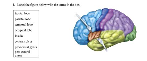 Solved Label The Figure Below With The Terms In The Box Chegg