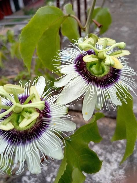 Passiflora Edulis Stock Photo Image Of Southern Paraguay 262897764