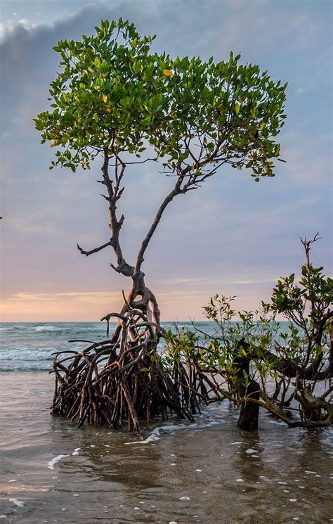 Pin By Monica Dix On Art Electives Ocean Painting Mangrove