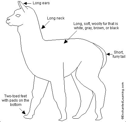 Alpaca Printout- EnchantedLearning.com