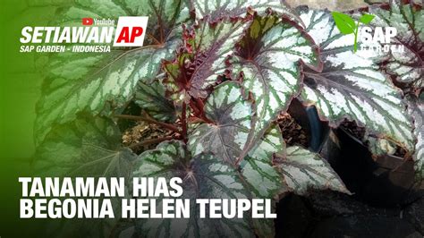 Tanaman Hias Begonia Helen Teupel SAP Garden YouTube