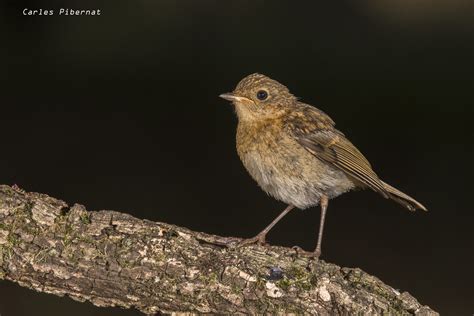 Pit Roig Petirrojo Europeo Robin Erithacus Rubecula J Flickr