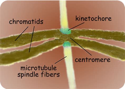 Mitosis And Cytokinesis Ck 12 Foundation