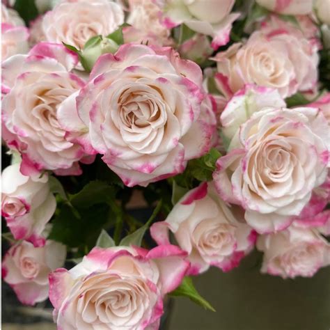 Reflex Rose Kate Roses