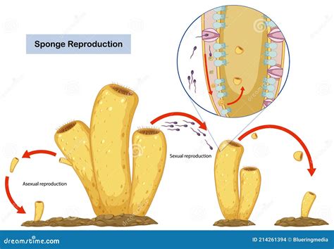 Asexual And Sexual Reproduction Of Sponges Diagram Stock Vector Illustration Of Hermaphrodites