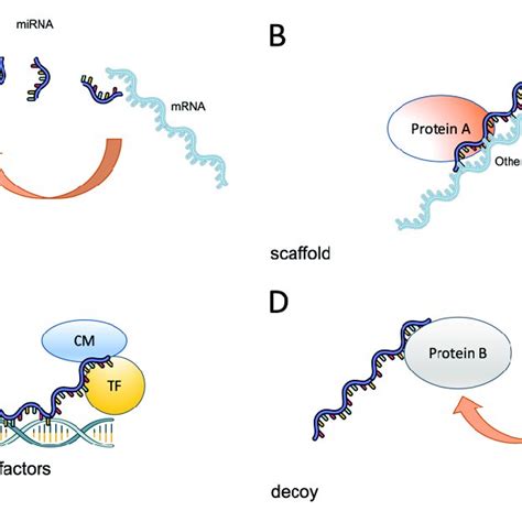 Pancreatic Cancer Stem Cells Markers Download Scientific Diagram