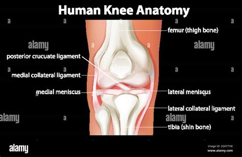 Human Knee Anatomy Diagram Stock Vector Image Art Alamy