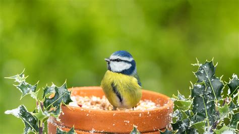 Bing Hd Wallpaper Mar Eurasian Blue Tit United Kingdom