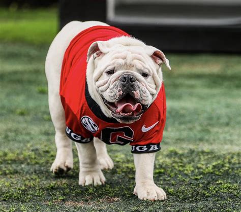 GeorgiaBoy on Twitter: "RT @DawgNation: Georgia will have a new mascot ...