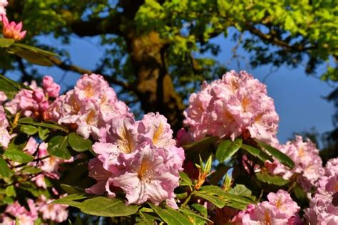 Rododendron By Marjan S Major Arboretum Nature Plants